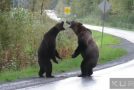 A Brutal Bear Battle By the Side of the Road