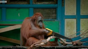 Orangutan Saws Branches for Fun – Spy In The Wild