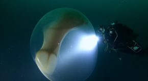 Divers Find a Giant Egg Sac Full of Baby Squids