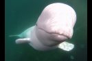 Hvaldimir, the Good Beluga Whale