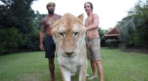 Ligers, the Biggest Among Big Cats