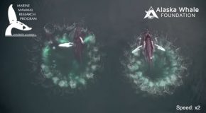 Whales Observed ‘Trapping’ Prey with ‘Bubble Nets’