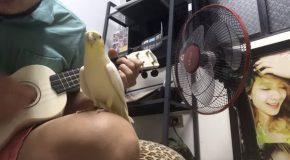 This Cockatiel Is Really Happy And It Knows It!