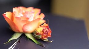 Time Lapse Of A Rose’s Life