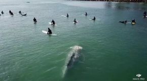Surfing With An Enormous Grey Whale
