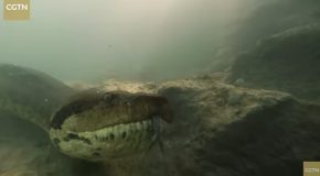 The Legendary Monster Anaconda