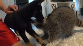 The Pet Raccoon Meets The New Puppy