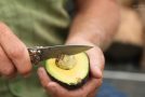 Why Are Avocados As Expensive As They Are?