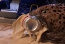 Wolf Eel Destroys Coke Can Even After Being Decapitated