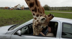 Woman Closes Window On Giraffe’s Neck, Breaks Glass