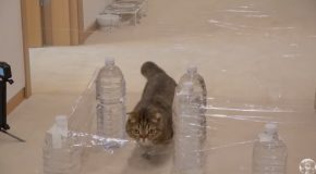 Cats Against A Cellophane Maze