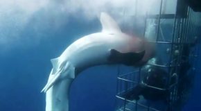 Great White Shark Literally Commits Suicide