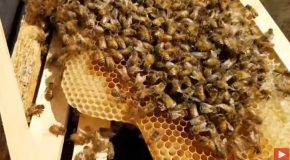 Apiary Tips : How Do Bees Act When They Reject The Queen?