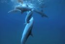 Are Dolphins Getting High Off Puffer Fish Toxins?