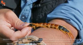 Coyote Peterson Gets Bitten By A Giant Desert Centipede