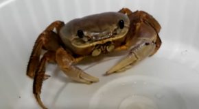 Cute Pet Crab Eats Some Chips!