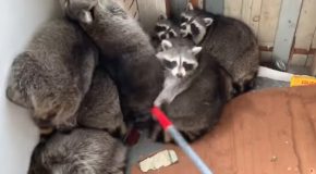 Raccoon Mania! 11 Raccoons Stuck On A Porch!