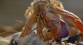 A Hermit Crab’s Life Of Changing Shells