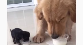 Absolutely Adorable Golden Retriever And It’s New Puppy Friend!