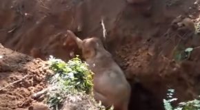 Wild Elephants Salute Rescuers Who Saved Their Baby!