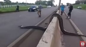 Giant Anaconda Crossing Road Holds Up Traffic