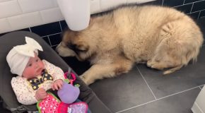 Big Doggo Hates Getting Baths!