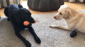 Bored Sportscaster Decides Covers His Dogs Playing With Toys!