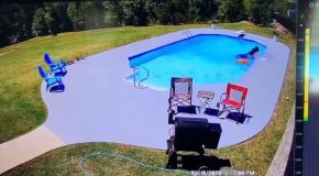 Cow Falls In The Pool After Being Chased By Dogs