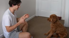 Guy Teaches His Dog To Play Rock, Paper And Scissors!