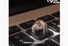 Spider Gives A High Five!