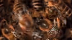 Bees Kill Hornets With Heat!