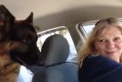 Big German Shepherd Realizes That It’s At The Vet And Gets Scared!