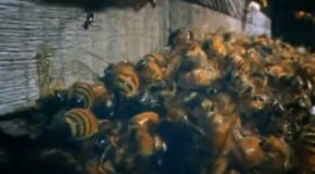 How Japanese Giant Hornets Destroy A Nof Bees