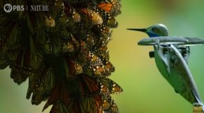 Hummingbird Drone Flies Through A Swarm Of Monarch Butterflies!