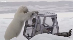 Polar Bear Tries To Eat A Man Inside A Glass Box!