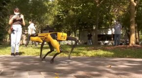 Robot Dog Takes A Stroll In A Singaporean Park