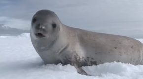 Seals Sings “Kiss From A Rose”!