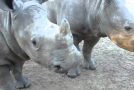 This Is What Rhinoceros Sound Like!