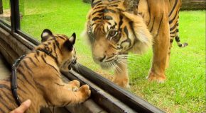 Tiny Tiger Cubs Meet The Adults For The First Time!