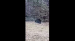 Black Bear Plays With A Football In The Backyard!