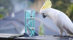 A Wild Cockatoo Solves A 3D-Printed Puzzle!