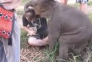 Cute Baby Elephant Loves To Cuddle!