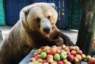 Huge Brown Bear Munches On Apples For Breakfast!