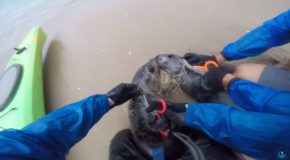 Kayakers Rescue Two Baby Seals Tied Together