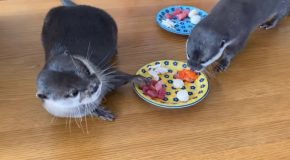 Otters Having An Amazing Seafood Breakfast!