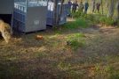 Releasing Four Siberian Tigers Into The Wild