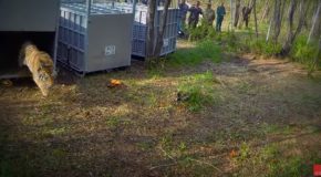 Releasing Four Siberian Tigers Into The Wild