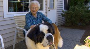 The Beautiful Friendship Between An Old Woman And Her Neighbor’s Dog!