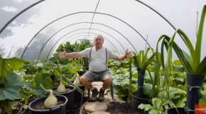 The Gardener That Grows Huge Vegetables!