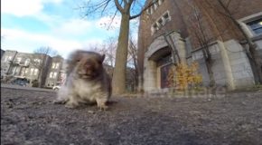 The Squirrel That Stole A GoPro And Took It Up A Tree!